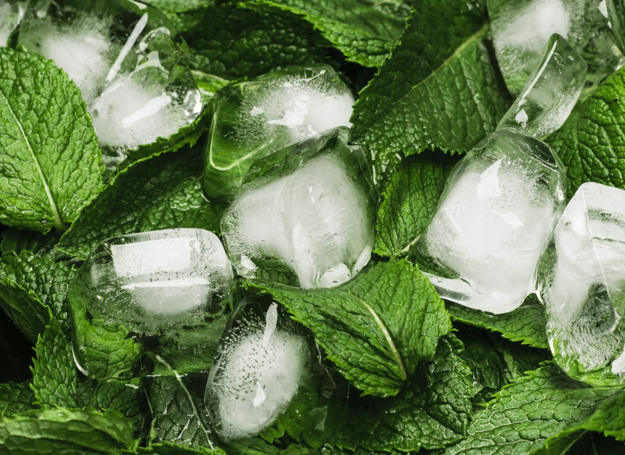 Fresh mint leaves with ice cubes